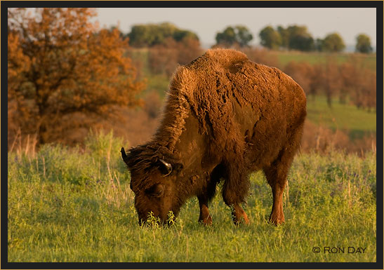 Lone Bison Grazing at Sundown